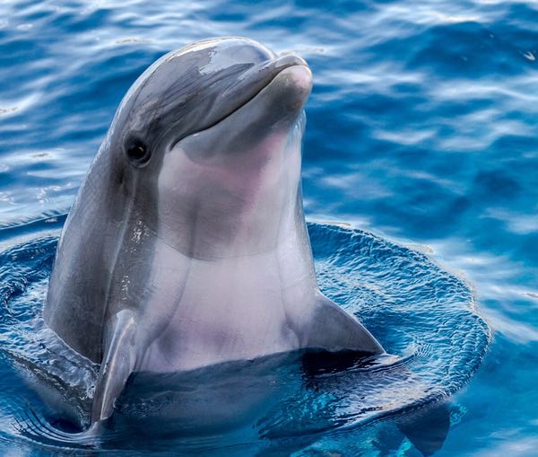 dolphin pic